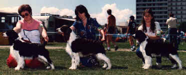 Photo of English Springer Spaniels:  Sarah winning Best Brood Bitch
