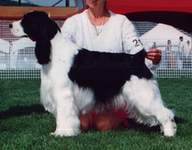 English Springer Spaniel image:  Shamus