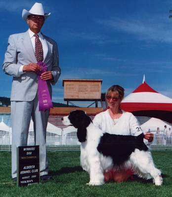 English Springer Spaniel image:  Ch Barcath Midnight Special 'Shamus'
