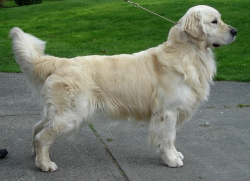 Golden Retriever image:  Tashora Major Majong'