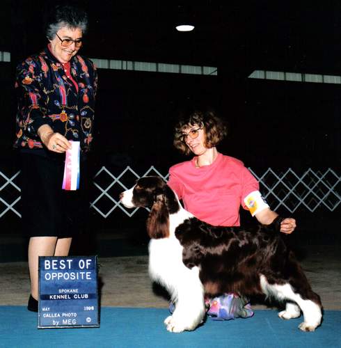 Englis Springer Spaniel image:  Ch Tasmara's I Love Lucy