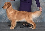 Golden Retriever image: Can Ch Tasmara Aria
