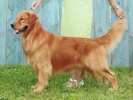 Golden Retriever image: Can Ch Tasmara C Me Fly