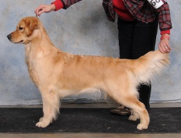 Golden Retriever image: Can Ch Tasmara Crime Spree