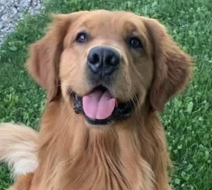 Golden Retriever image: Tasmara Don't Stop Beievin'