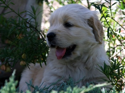 Tasmara Golden Retriever Puppy