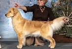 Golden Retriever image: Can Ch Tasmara I Have A Secret