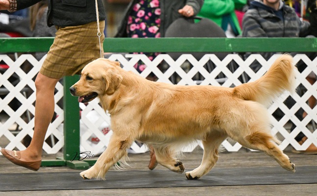 Golden Retriever image: Can Ch Tasmara It's Five O'Clock Somewhere