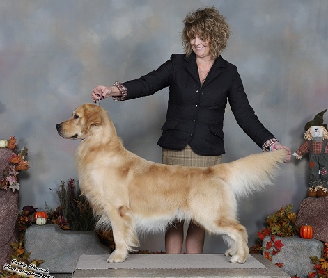 Golden Retriever image: Can Ch Tasmara It's Five O'Clock Somewhere