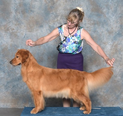 Golden Retriever image: Can Ch Tasmara Let's Twist And Shout