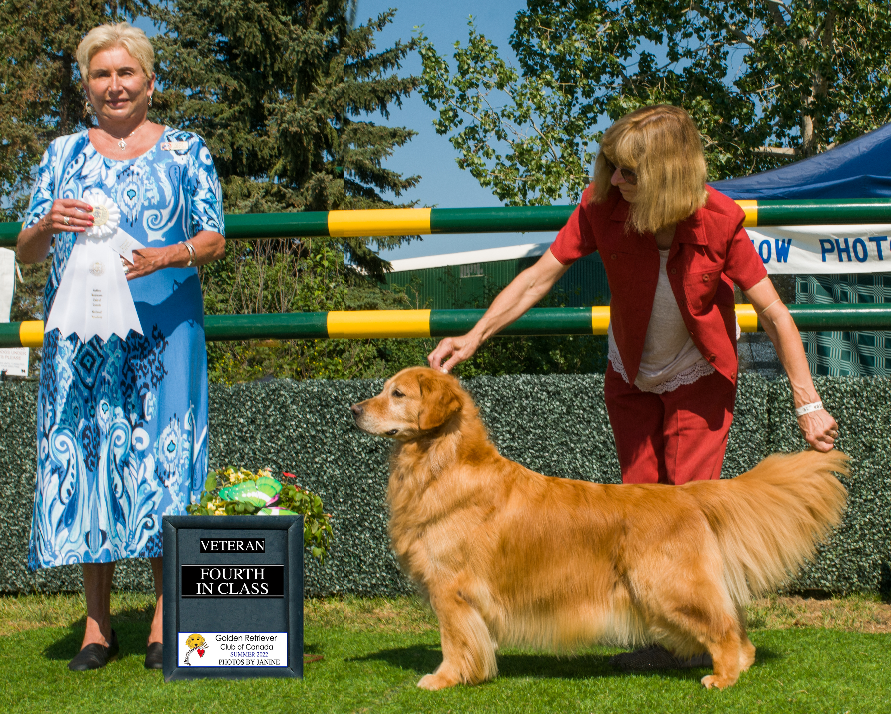 Golden Retriever image: Can Ch Tasmara Let's Twist And Shout- Fourth In Veteran