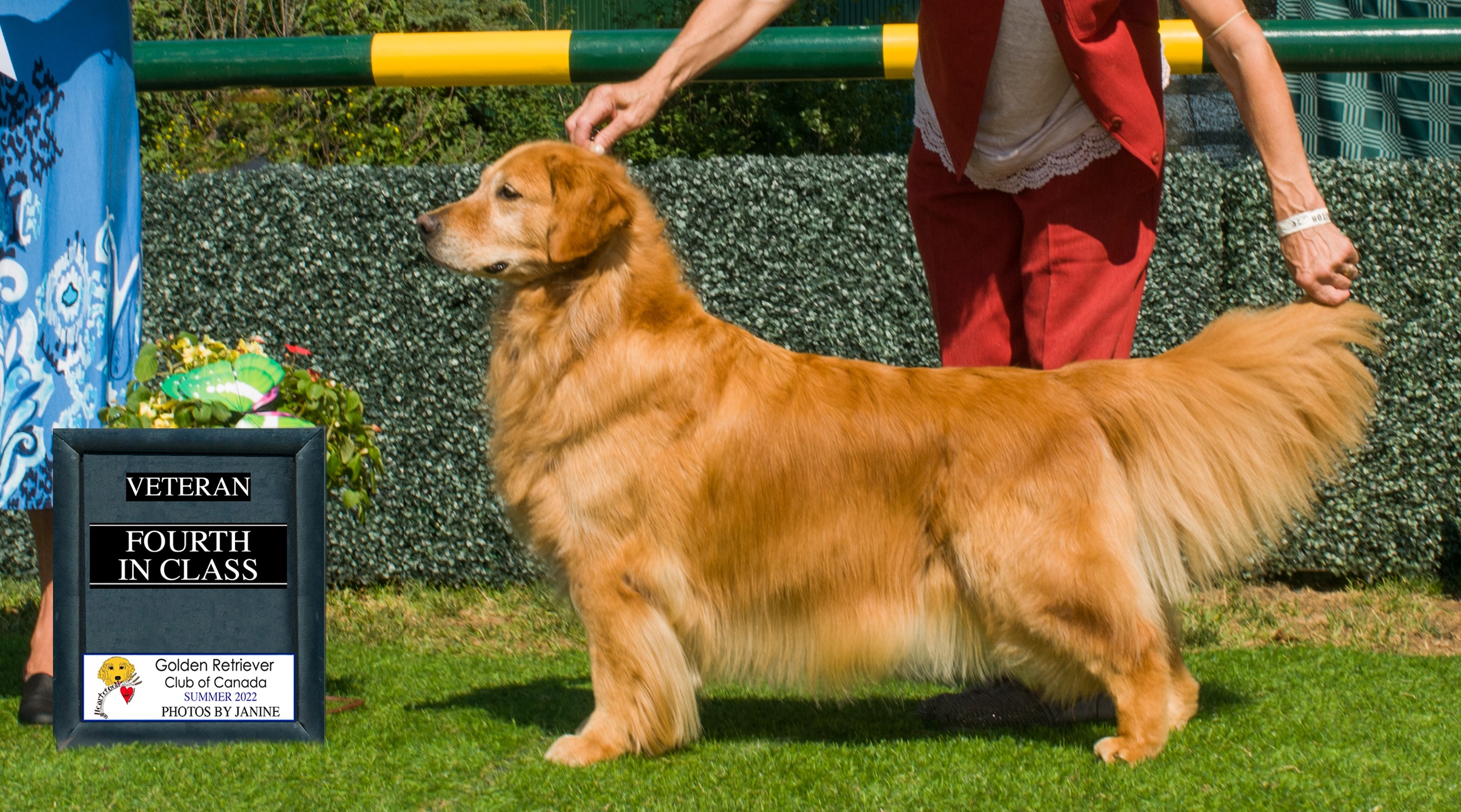 Golden Retriever image: Can Ch Tasmara Let's Twist And Shout 