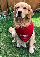 Golden Retriever image: Can Ch Tasmara Mind Games