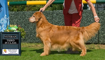 Golden Retriever image: Ch Tasmara Runnin' Amok Abroad