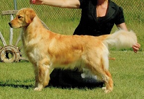 Golden Retriever image: Ch Tasmara Site C'ing