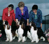 English Springer Spaniel image:  Three generations of Springers!