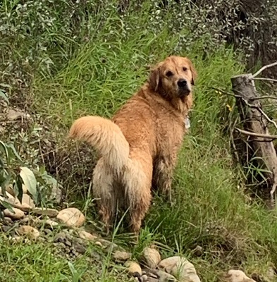 Golden Retriever image: Can Ch Tasmara Tiddlywinks
