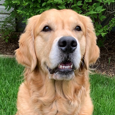 Golden Retriever image: Can Ch Tasmara Tiddlywinks