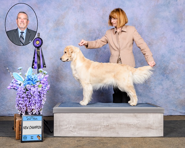 Golden Retriever image: Can Ch Tasmara Winter Talisker