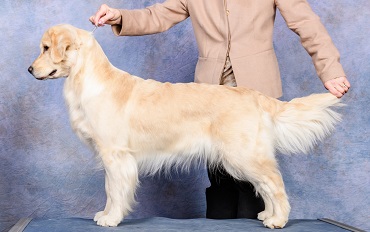Golden Retriever image: Can Ch Tasmara Winter Talisker