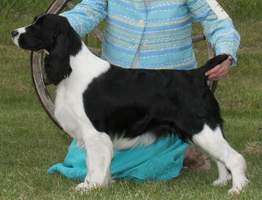 English Springer Spaniel image: 'Vega' winning Reserve Winners Female & Best Puppy