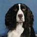 English Springer Spaniel image:  Willowbank N Karmadi's Ladybug