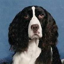 English Springer Spaniel image:  Willowbank N Karmadi's Ladybug