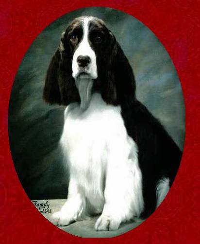 English Springer Spaniel image of Ch Barcath's Zoot Suit Riot